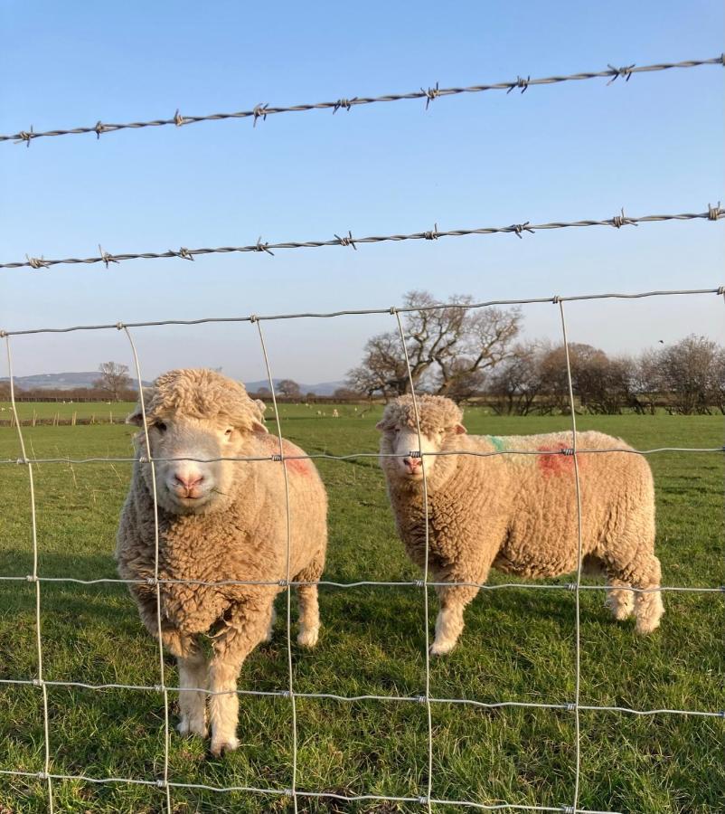 Abbey Farm Luxury Glamping Hotell Rhuddlan Eksteriør bilde