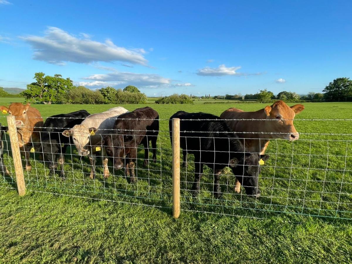 Abbey Farm Luxury Glamping Hotell Rhuddlan Eksteriør bilde