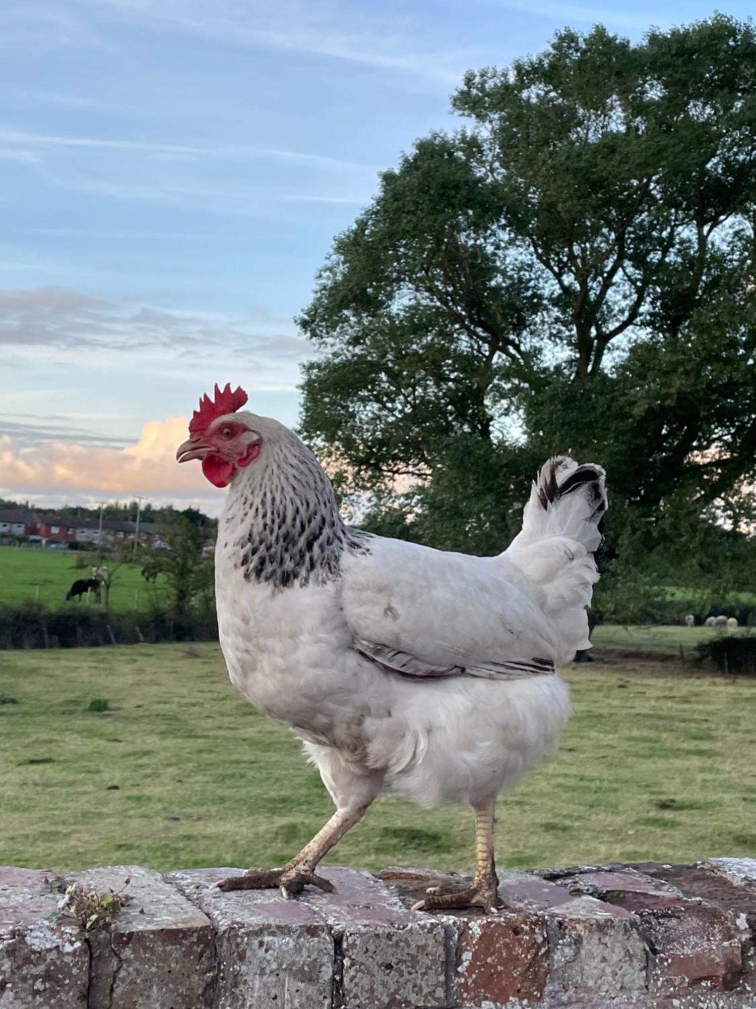 Abbey Farm Luxury Glamping Hotell Rhuddlan Eksteriør bilde