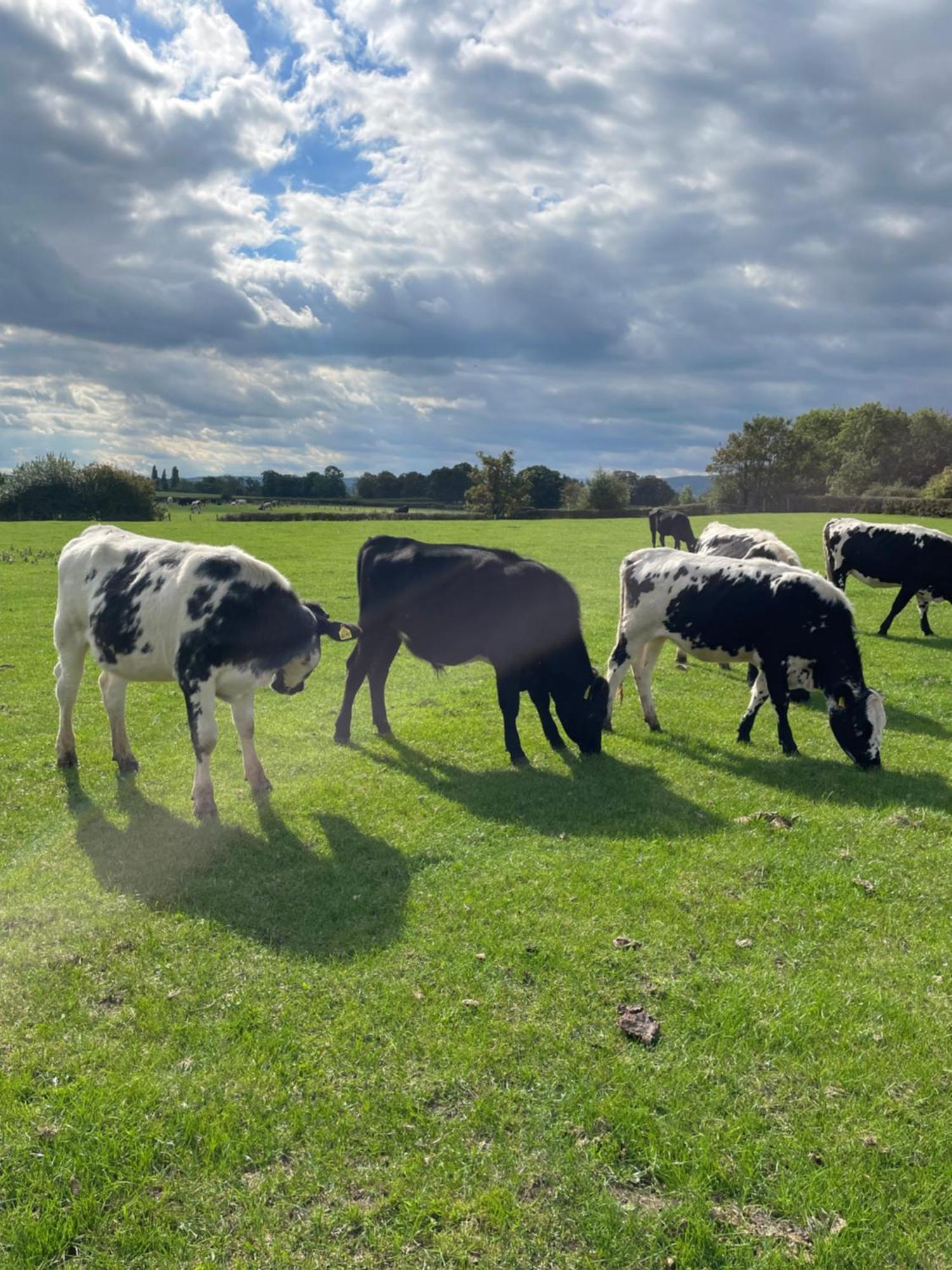 Abbey Farm Luxury Glamping Hotell Rhuddlan Eksteriør bilde